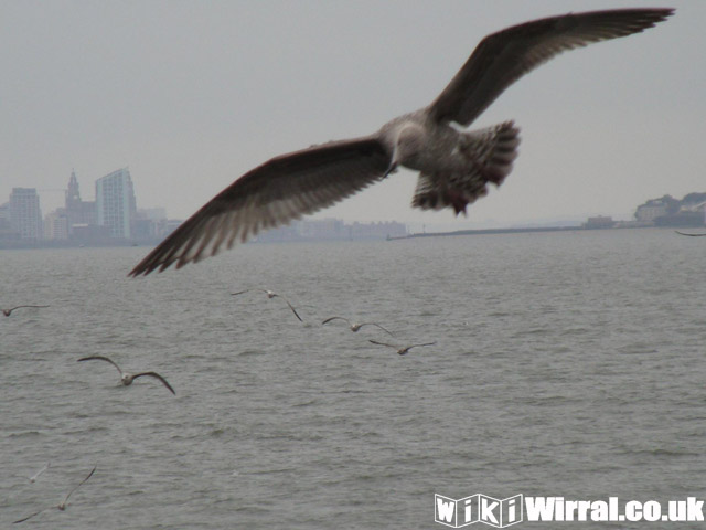 Attached picture Mersey Ferry Sept 09 034A.jpg